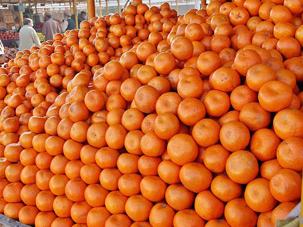 Premium pakistanische Kinnow-Orangen für den Export von ZEH CO