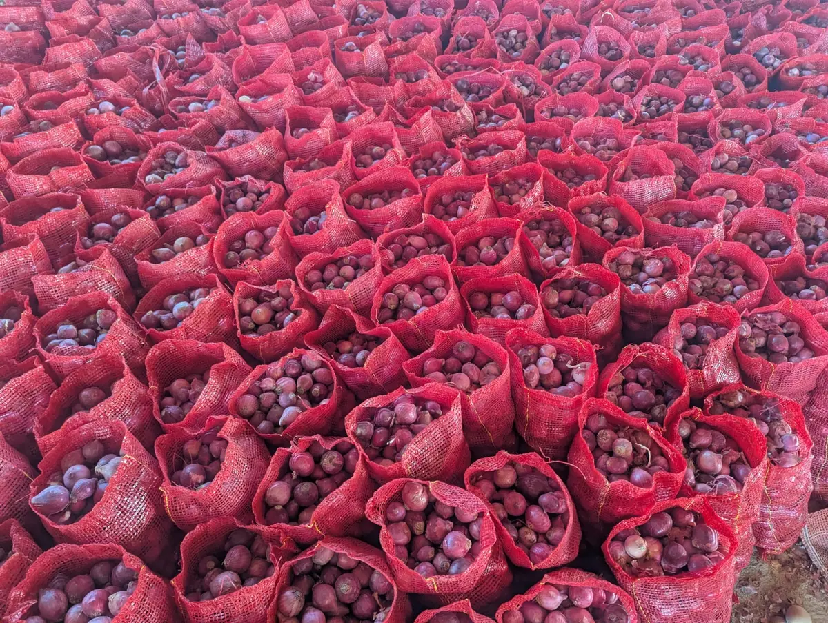 Frische rote Zwiebeln aus Pakistan für Großexportlieferungen von ZEH CO