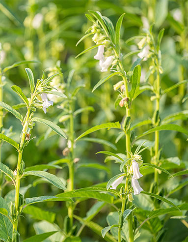 Natural sesame seeds field for Pakistan sesame export by ZEH Co